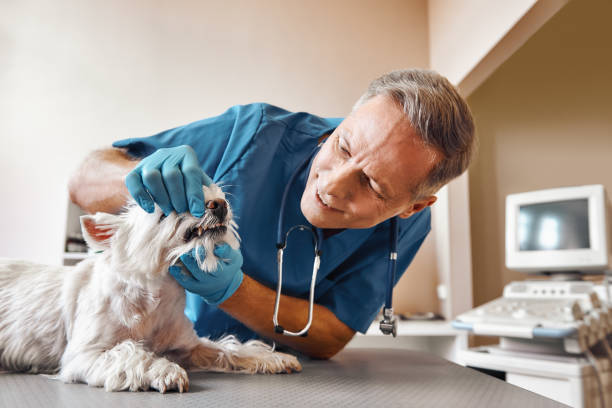 Best Emergency Dental Surgery in Millville, UT